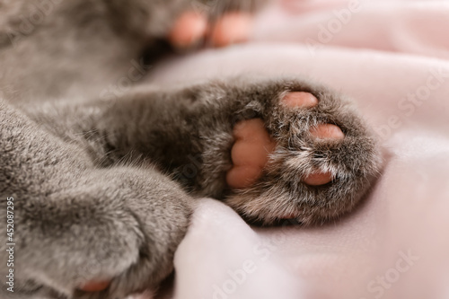 Quadro su tela Paws of cute grey cat at home, closeup