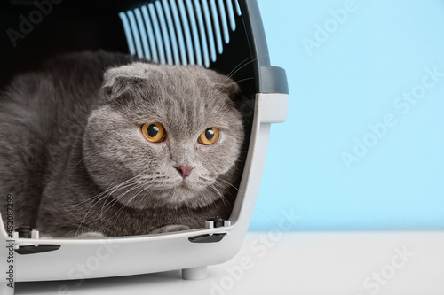 Cute cat in carrier on color background