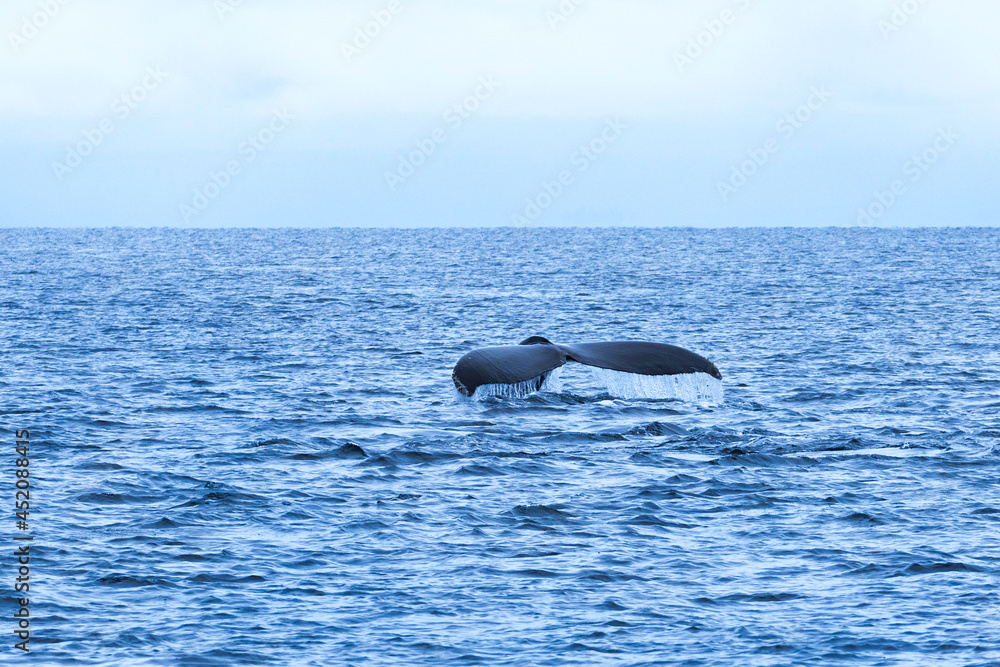 Fototapeta premium whale
