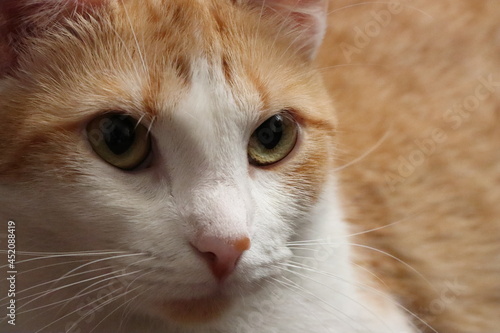 Gato naranja con blanco y ojos brillantes en acercamiento o retrato de cerca con enfoque en su cara contrastada con luces y sombras