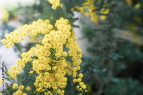 ミモザの花