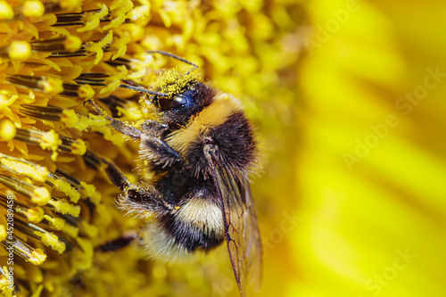  bumblebee collecting pollen on a sunflower close-up