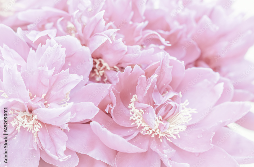 Botanical concept, invitation card - Soft focus, abstract floral background, pale pink peony flower petals. Macro flowers backdrop for holiday brand design Botanical concept, invitation card - Soft focus, abstract floral background, pale pink peony flower petals. Macro flowers backdrop for holiday brand design