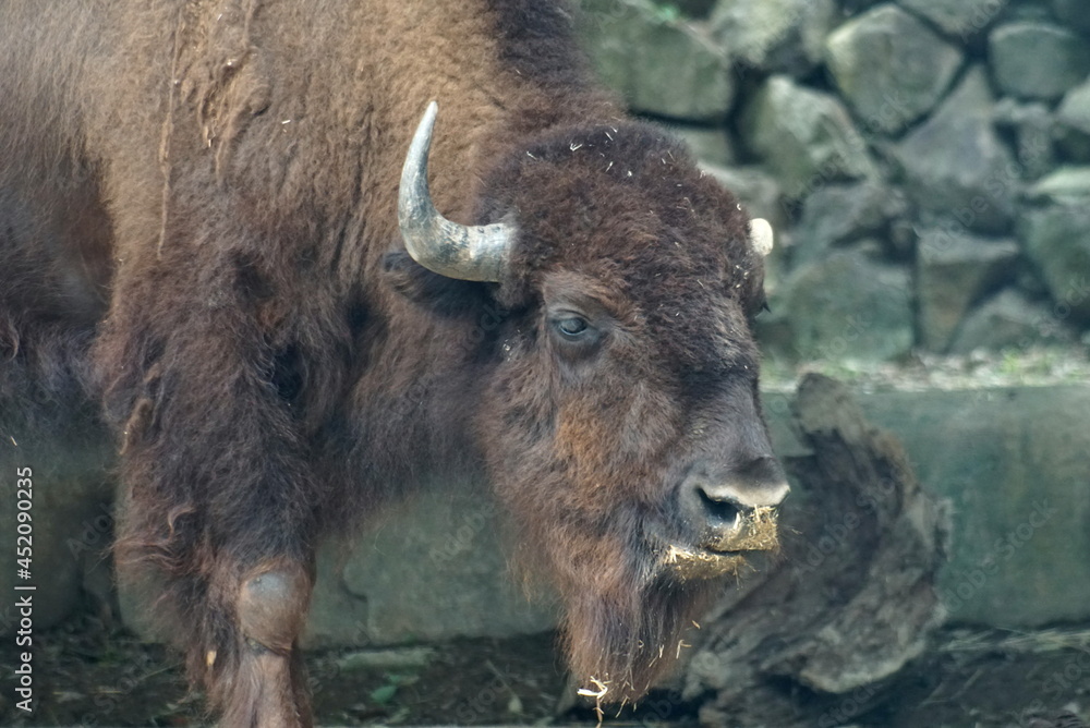 Fototapeta premium アメリカバイソン