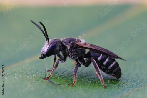 Closeup of the male of the rare , large furrow bee, Lasioglossum majus with it's typical massive jaws