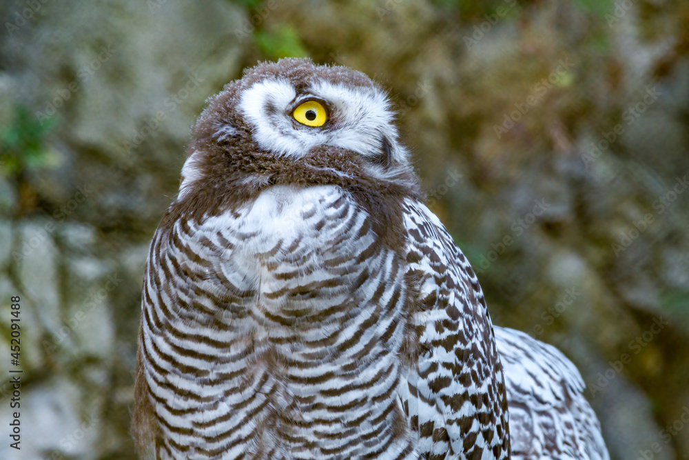 Snowy Owl (Bubo scandiacus) owlet Snowy Owl (Bubo scandiacus) owlet