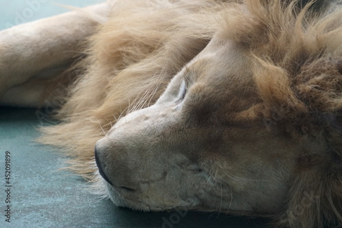 ホワイトライオン お昼寝