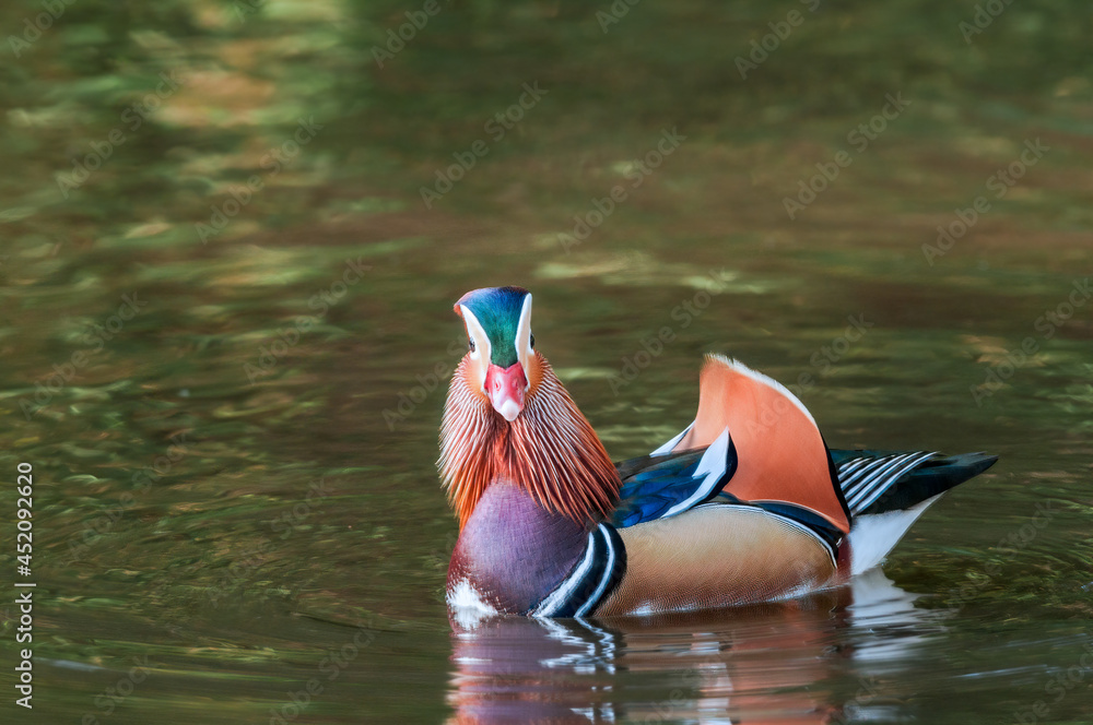 custom made wallpaper toronto digitalFeral Mandarin Duck (Aix galericulata) drake in Los Angeles County arboretum, Los Angeles, California, USA