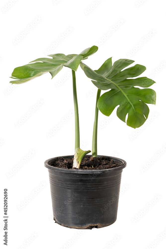 monstera in pot isolated include clipping path on white background monstera in pot isolated include clipping path on white background