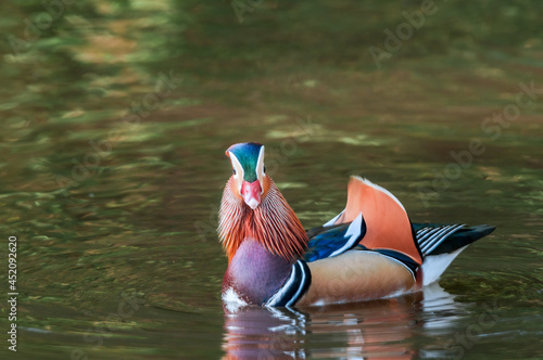Wallpaper Mural Feral Mandarin Duck (Aix galericulata) drake in Los Angeles County arboretum, Los Angeles, California, USA Torontodigital.ca
