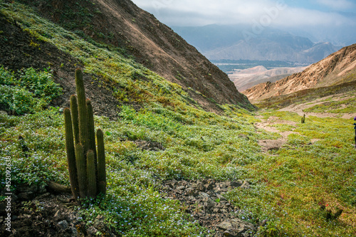 Landscapes and cacti in the hills of Coayllo, in Peru photo