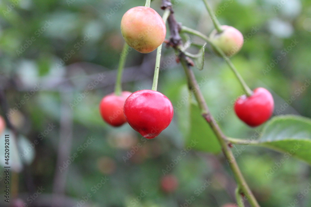 red cherry berries with raindrops on a branch in summer red cherry berries with raindrops on a branch in summer