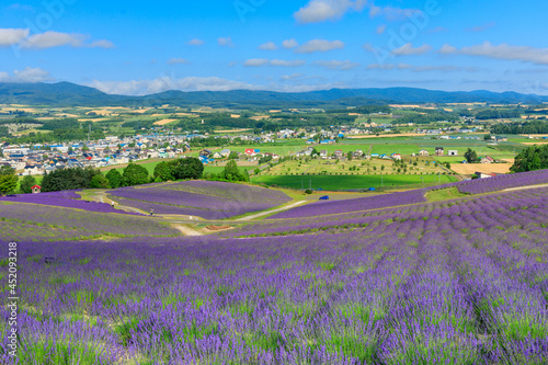 Wallpaper Mural かみふらの　日の出ラベンダー園 Torontodigital.ca