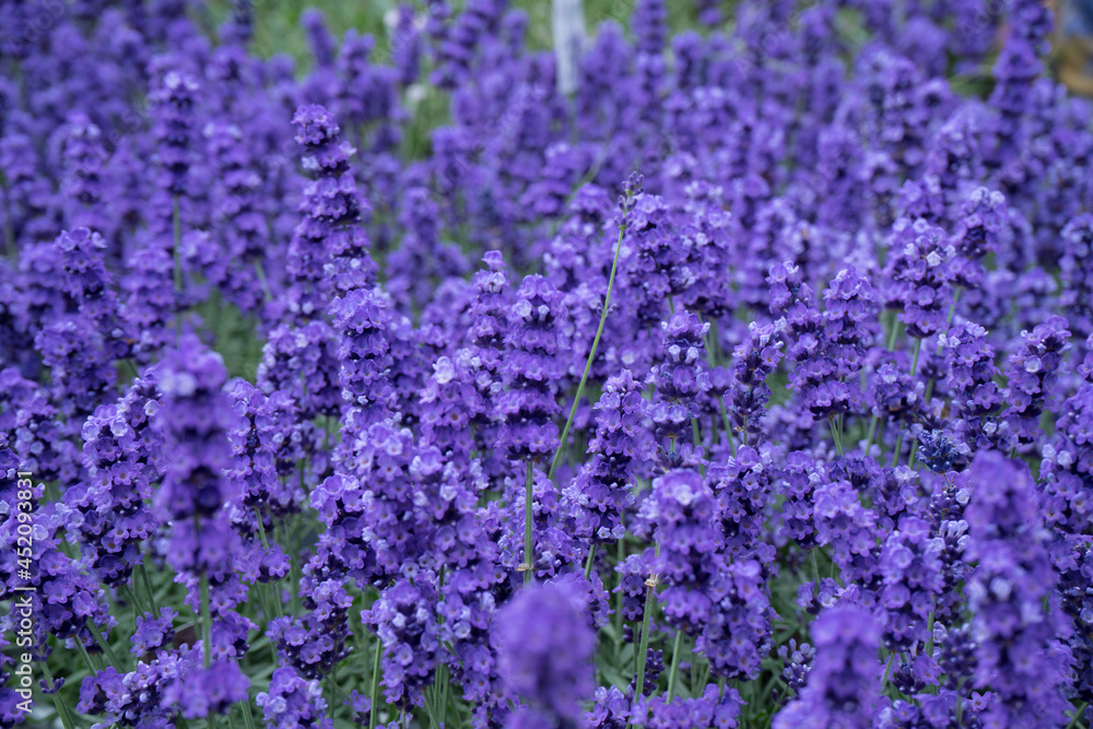 Naklejka premium ラベンダーの風景