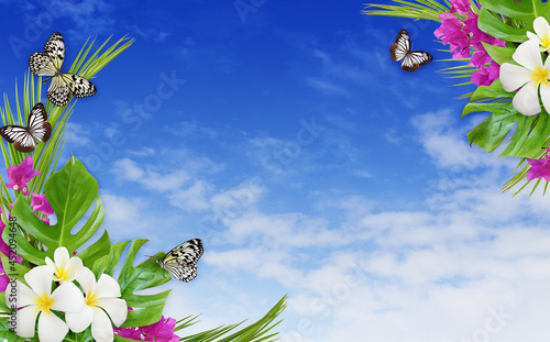 Franfipani flowers and boug...