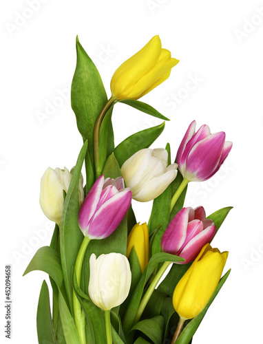 Colorful tulip flowers in a...