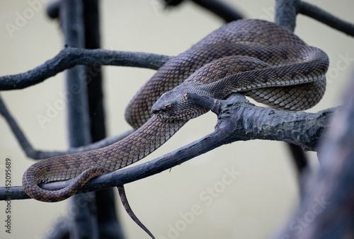 Mangrove pit viper (shore pit viper) photographed in Sungei Buloh Nature Reserve, Singapore photo