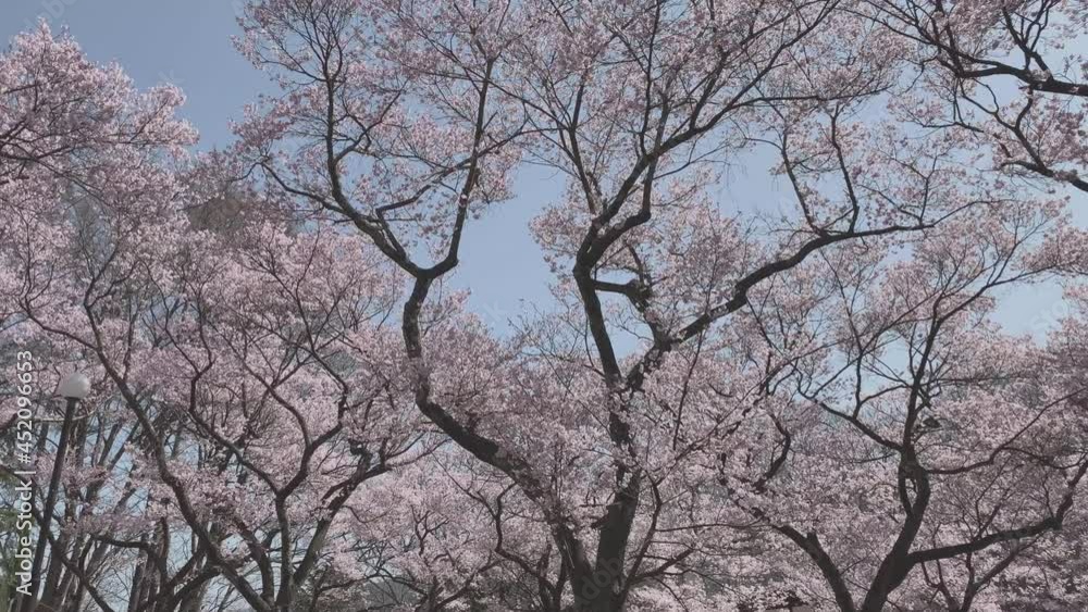 高遠城址公園 桜 日本三大桜 高遠小彼岸桜 天下第一の桜