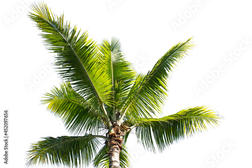 palm tree isolated on white