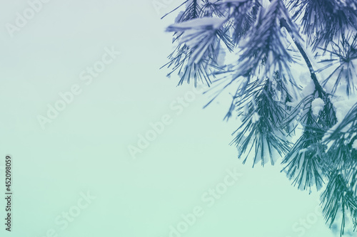 Pine branch covered with snow on blue background. Copy space