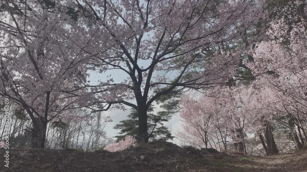 春日公園 春日城跡 桜 長野県 春日公園 春日城跡 桜 長野県