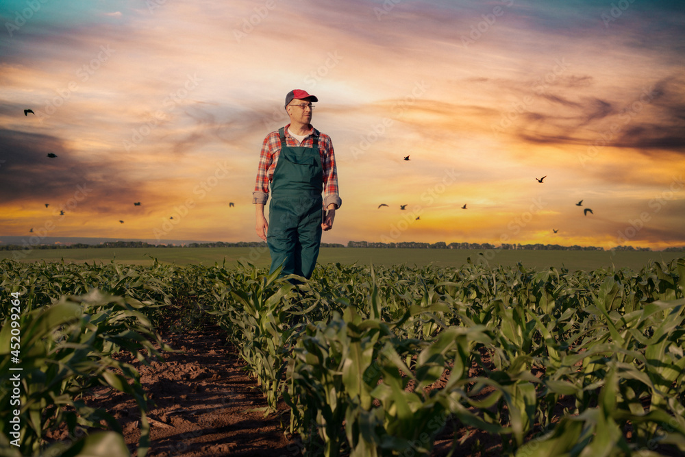 Fototapeta premium Caucasian middle age farm worker walk along maize stalks in fields sunset time somwhere in Ukraine