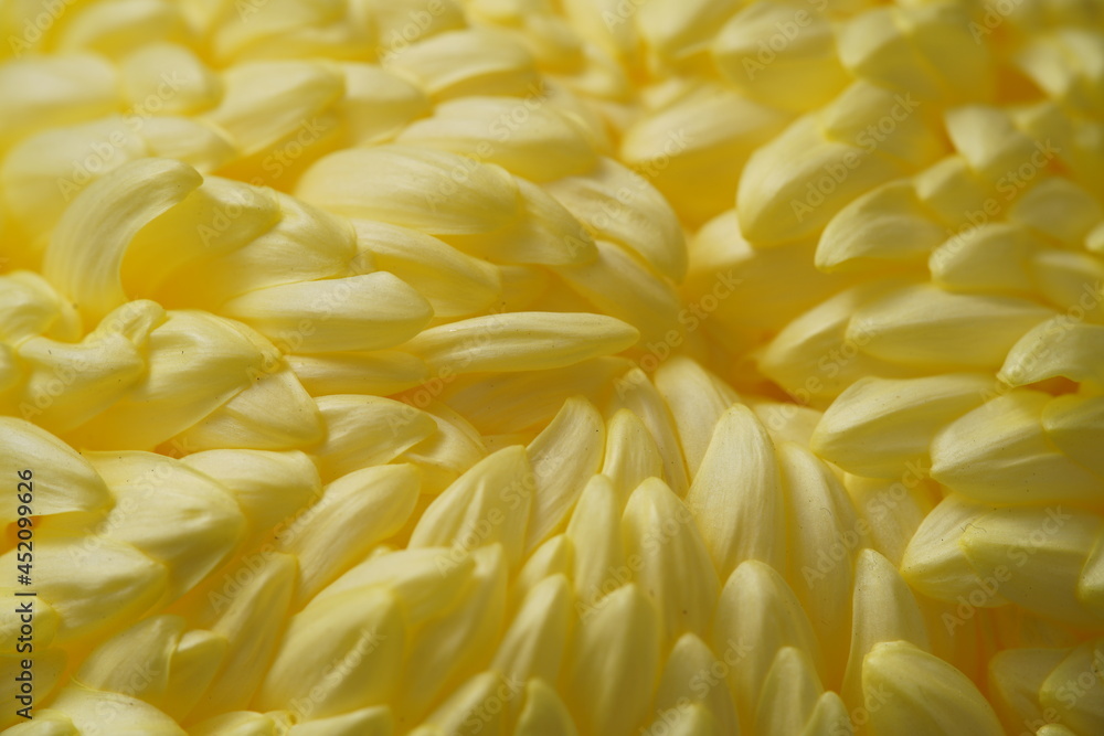 Light Yellow flower center of Chrysanthemum 'Atsumono' in full bloom
Light Yellow flower center of Chrysanthemum 'Atsumono' in full bloom