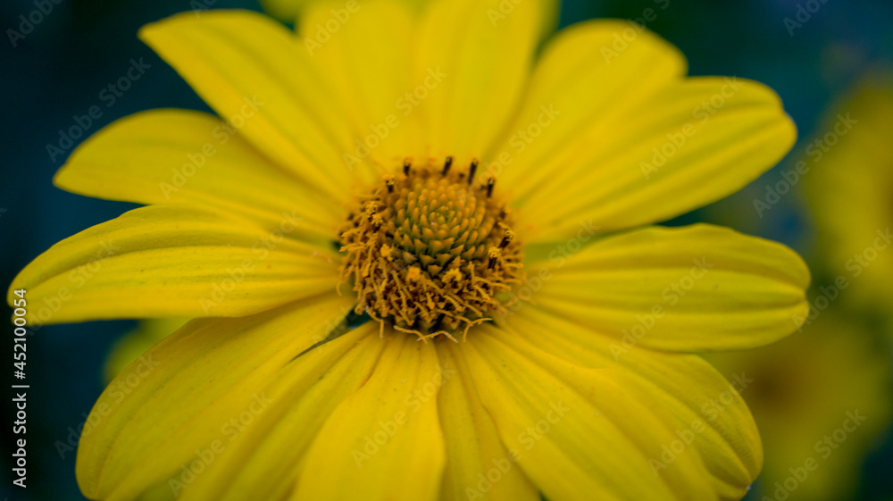 close up of yellow flower close up of yellow flower