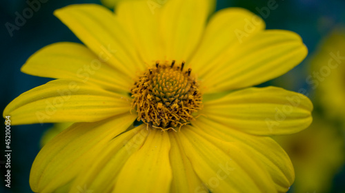 close up of yellow flower