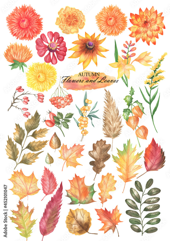 Autumn flowers and leaves set Autumn flowers and leaves set