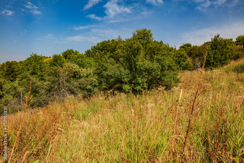 grass and trees in autumn