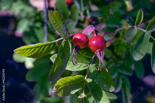 Ripe red berries of wild rose on a branch against the background of foliage close-up.