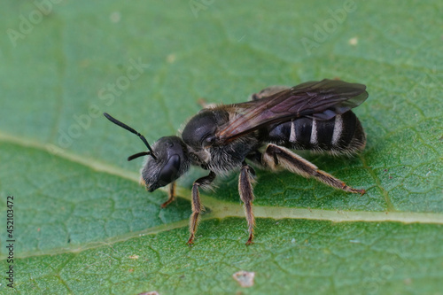 Closeup of a female of the White-banded Sweat Bee, Lasioglossum leucozonum on a green leaf in the garden
