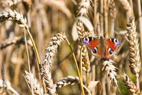 Schmetterling (Das Tagpfauenauge)