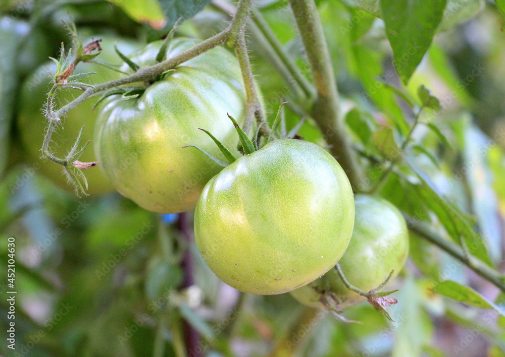 Green unripe tomatoes hang on a branch. Growing healthy organic vegetables in a rural vegetable garden.