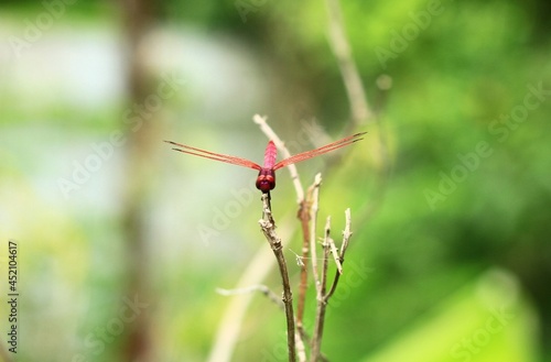 Close up, Urothemis signata, red dragonfly perched on top of a dry branch. © กุลชาญ   สุขสมถิ่น