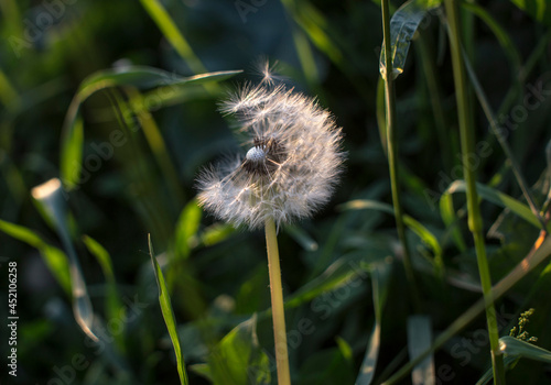 Fluffy dandelion in the rays of the evening sun on a green grass background