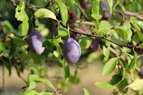 Wallpaper Mural un prunier Torontodigital.ca