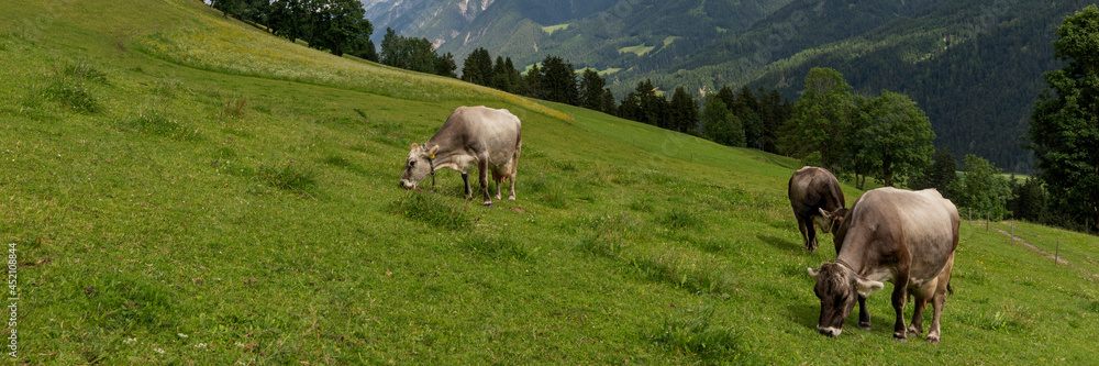 Cows on the alpine pasture in summer. Panoramic image Cows on the alpine pasture in summer. Panoramic image