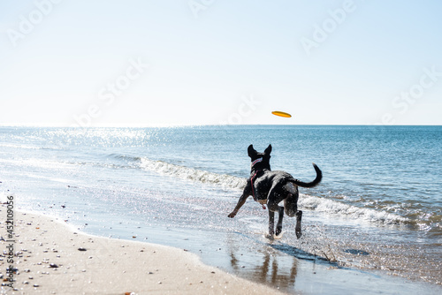 A big black dog running on the shore of the beach stepping on the water behind a frisbee, on a dog beach