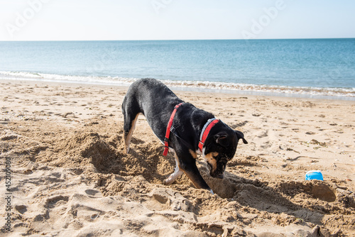 A big black dog digging a hole in the sand and with the sea in the background, on a dog beach