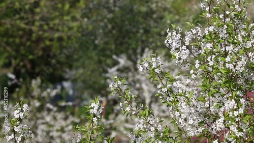 Beautiful thin branches of young cherry blossoms with green leaves and white gentle flowers move from light breeze on sunny summer morning in garden against background blurry trees
