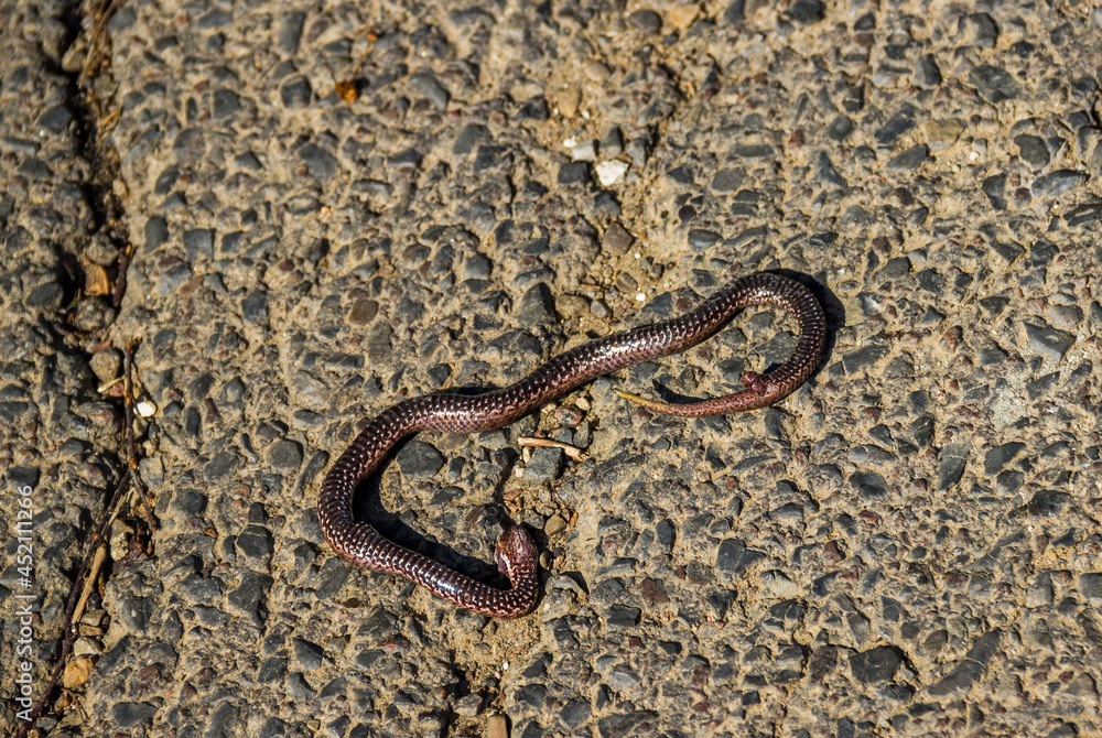 dead snake on the road dead snake on the road