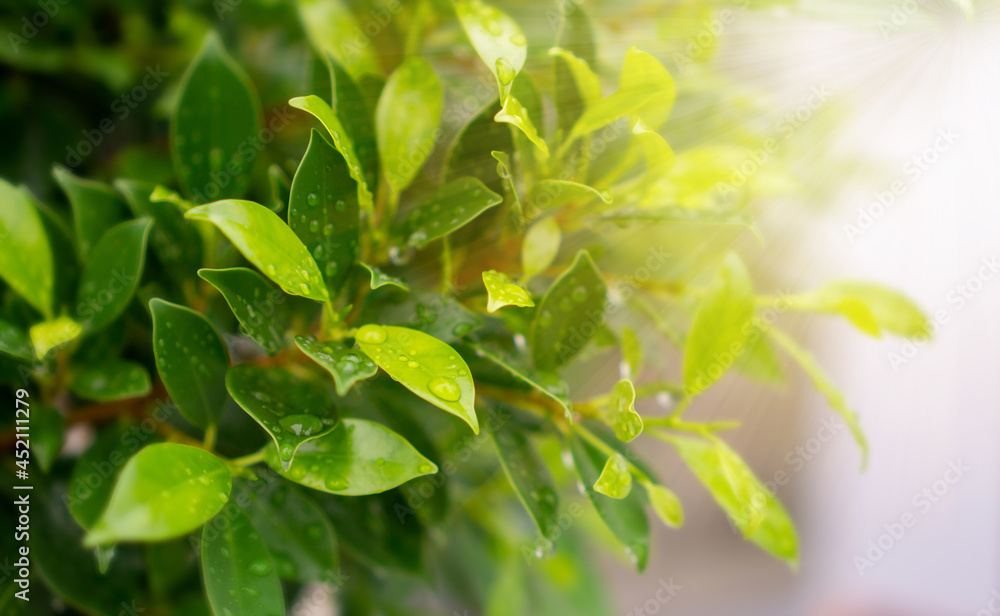 Green leaves of Ficus shrub plant, dew droplets of water on greenery leaf Green leaves of Ficus shrub plant, dew droplets of water on greenery leaf