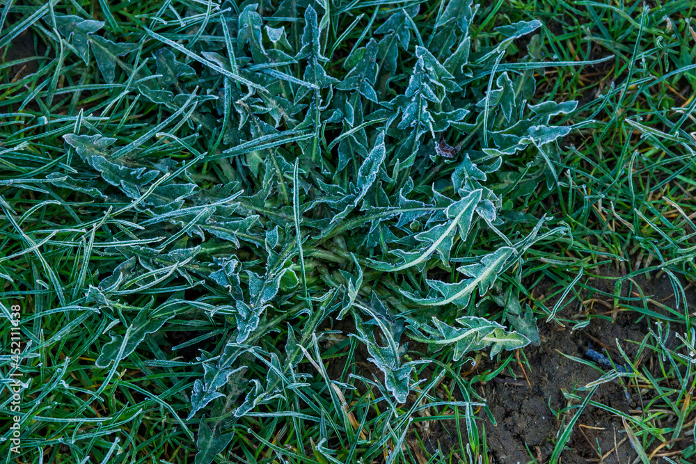 morning frost on green grass morning frost on green grass