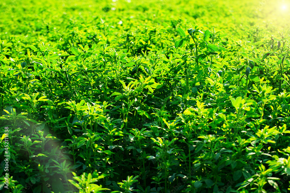 View at well-cultivated Medicago field summer time against sunlight closeup