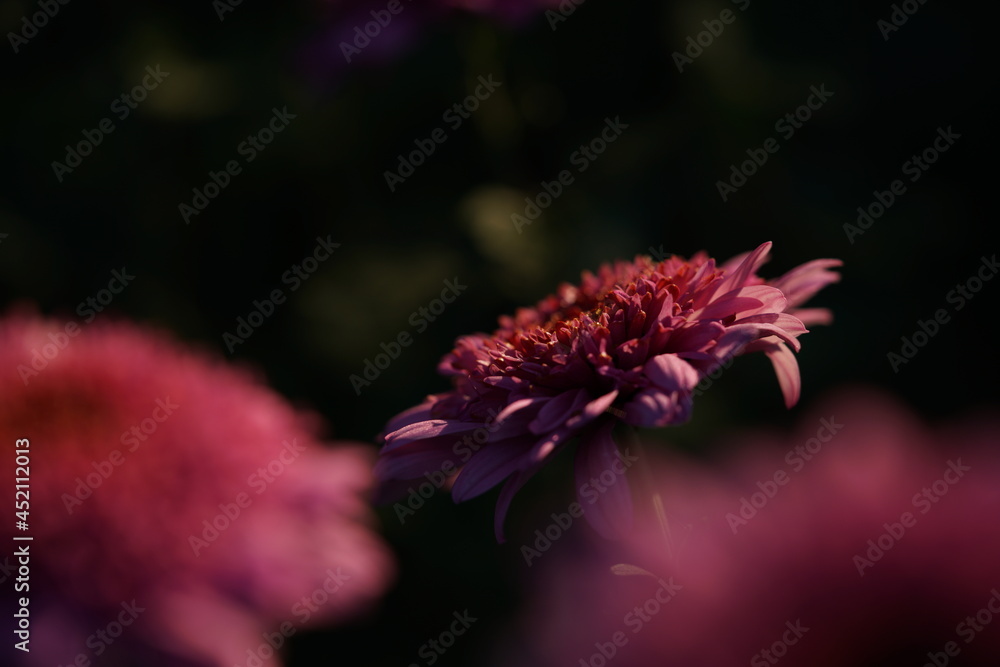 Red flowers of Chrysanthemum 'Choji Giku' in full bloom
Red flowers of Chrysanthemum 'Choji Giku' in full bloom