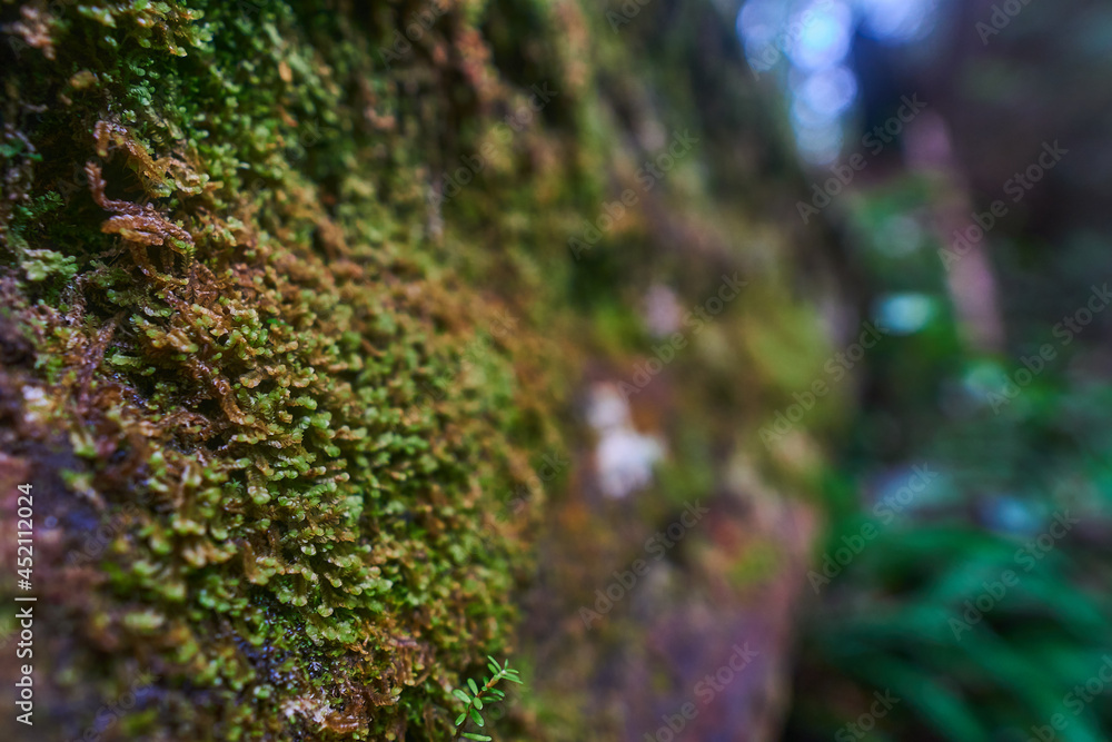 moss on dead tree trunk in rain forest