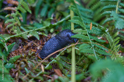 slug on the rain forest floor