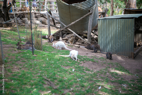 オーストラリア・アデレードの観光名所を旅行している風景 Scenes from a trip to Adelaide, Australia. photo